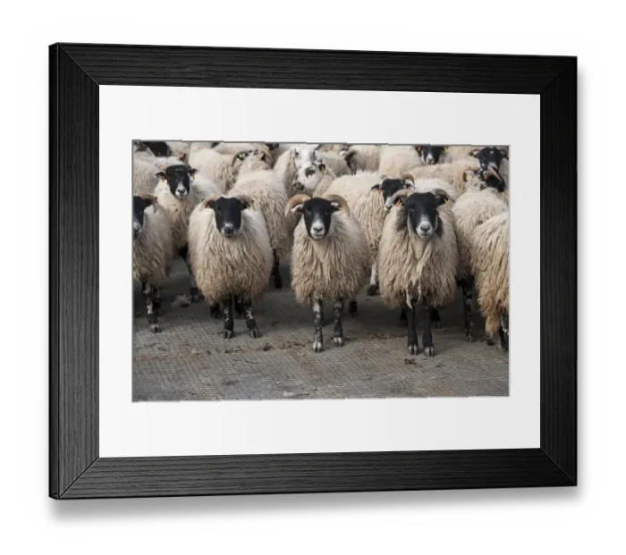 Framed Print : Domestic Sheep, wether lambs, flock standing on slats to minimise foot problems whilst finishing, England, March Framed Print : Domestic Sheep, wether lambs, flock standing on slats to minimise foot problems whilst finishing, England, March
