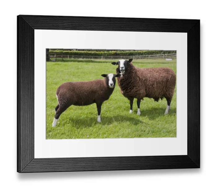 Framed Print : Domestic Sheep, Zwartble Sheep, ewe and lamb, standing in pasture, Halton Castle, Corbridge, Northumberland, England Framed Print : Domestic Sheep, Zwartble Sheep, ewe and lamb, standing in pasture, Halton Castle, Corbridge, Northumberland, England