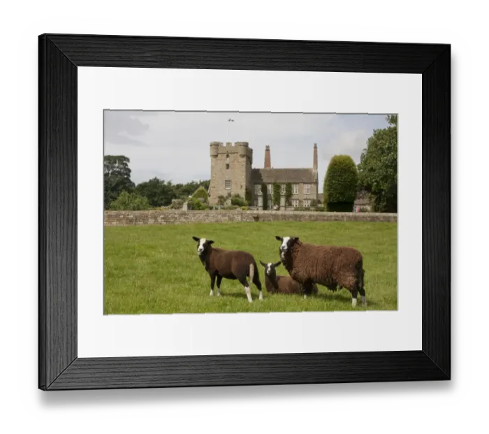 Framed Print : Domestic Sheep, Zwartble Sheep, ewe and lambs, in pasture, with 17th century house attached to 14th century tower-house Framed Print : Domestic Sheep, Zwartble Sheep, ewe and lambs, in pasture, with 17th century house attached to 14th century tower-house