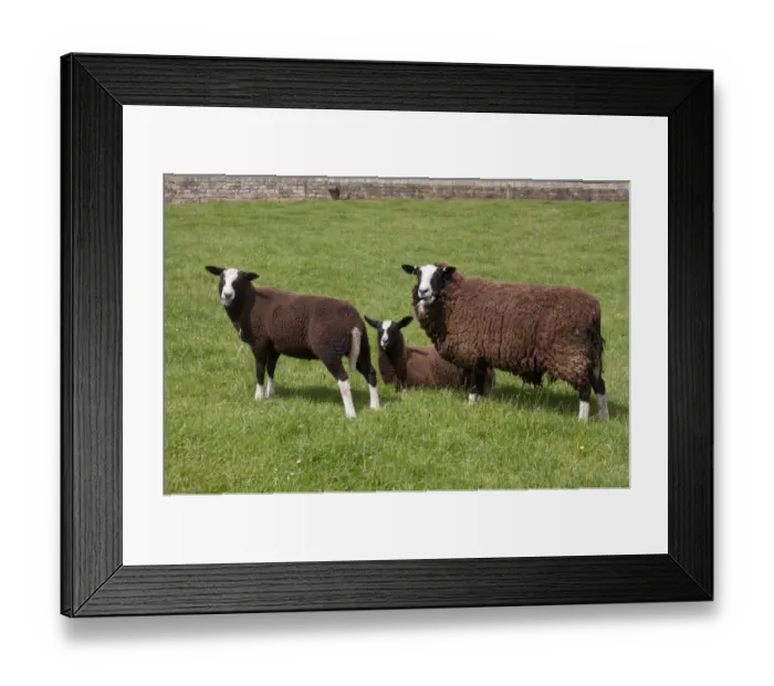 Framed Print : Domestic Sheep, Zwartble Sheep, ewe and lambs, in pasture, Halton Castle, Corbridge, Northumberland, England, July Framed Print : Domestic Sheep, Zwartble Sheep, ewe and lambs, in pasture, Halton Castle, Corbridge, Northumberland, England, July