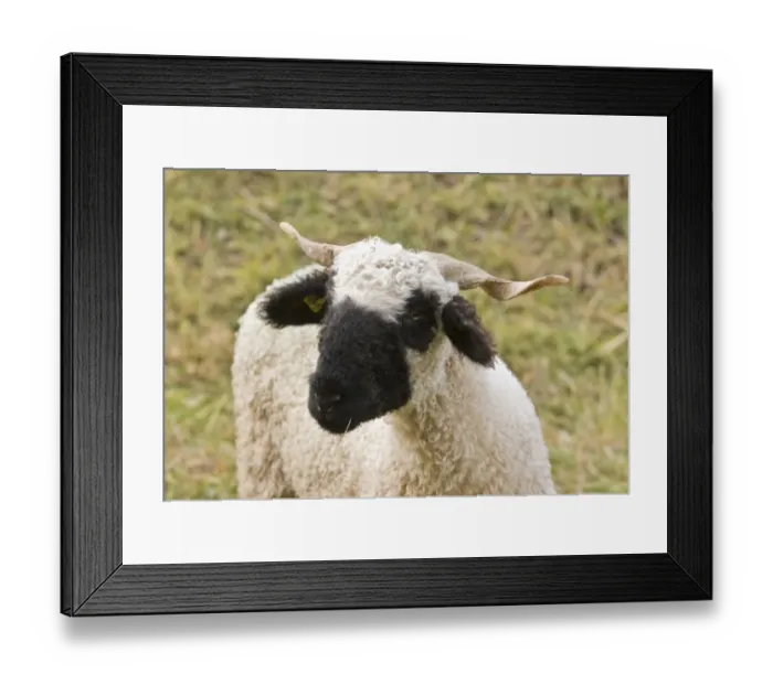 Framed Print : Domestic Sheep, Walliser Schwarznasenschaf (Valais Blacknose) dual purpose breed, ewe, close-up of head Framed Print : Domestic Sheep, Walliser Schwarznasenschaf (Valais Blacknose) dual purpose breed, ewe, close-up of head