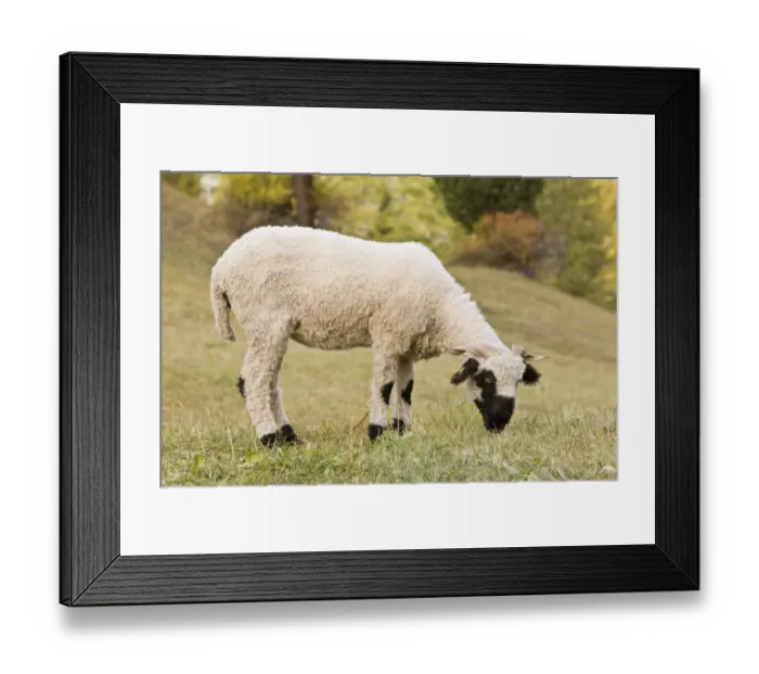 Framed Print : Domestic Sheep, Walliser Schwarznasenschaf (Valais Blacknose) dual purpose breed, ewe, grazing in mountain pasture Framed Print : Domestic Sheep, Walliser Schwarznasenschaf (Valais Blacknose) dual purpose breed, ewe, grazing in mountain pasture