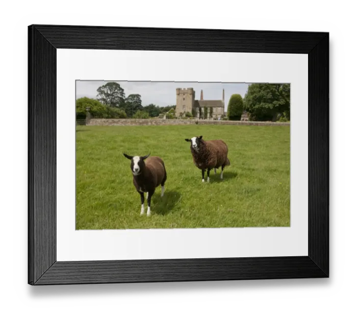 Framed Print : Domestic Sheep, Zwartble Sheep, ewe and lamb, standing in pasture, with 17th century house attached to 14th century Framed Print : Domestic Sheep, Zwartble Sheep, ewe and lamb, standing in pasture, with 17th century house attached to 14th century