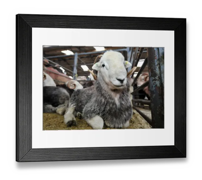 Framed Print : Domestic Sheep, Herdwick rams, resting in pens at annual tup sale, Broughton in Furness, Lake District, Cumbria Framed Print : Domestic Sheep, Herdwick rams, resting in pens at annual tup sale, Broughton in Furness, Lake District, Cumbria