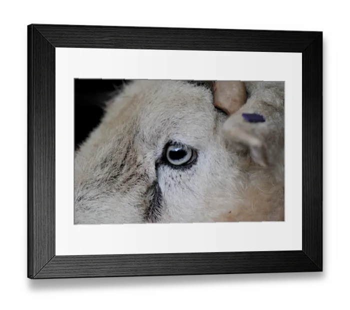 Framed Print : Domestic Sheep, Herdwick ram, close-up of face, at annual tup sale, Broughton in Furness, Lake District, Cumbria Framed Print : Domestic Sheep, Herdwick ram, close-up of face, at annual tup sale, Broughton in Furness, Lake District, Cumbria