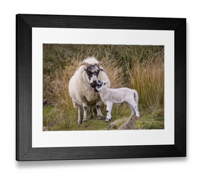 Framed Print : Domestic Sheep, Scottish Blackface ewe and lamb, standing beside rushes in upland pasture, Whitewell Framed Print : Domestic Sheep, Scottish Blackface ewe and lamb, standing beside rushes in upland pasture, Whitewell