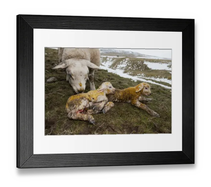 Framed Print : Domestic Sheep, Texel ewe with newborn twin lambs, in snow covered pasture, England, March Framed Print : Domestic Sheep, Texel ewe with newborn twin lambs, in snow covered pasture, England, March