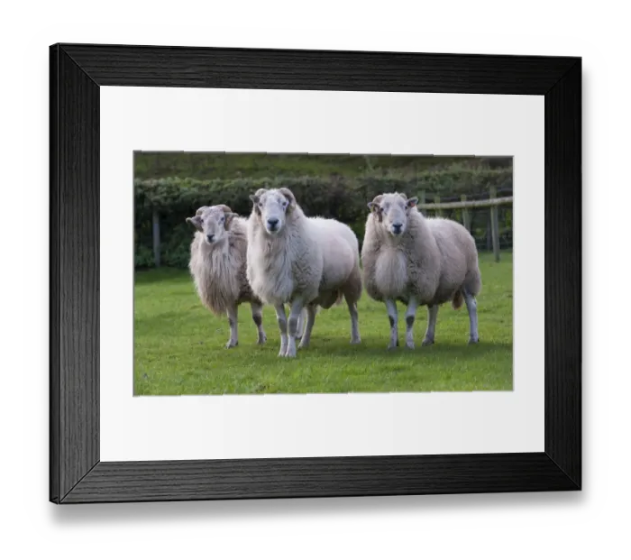 Framed Print : Domestic Sheep, Improved Welsh Mountain rams, three standing in pasture, Welshpool, Powys, Wales, October Framed Print : Domestic Sheep, Improved Welsh Mountain rams, three standing in pasture, Welshpool, Powys, Wales, October