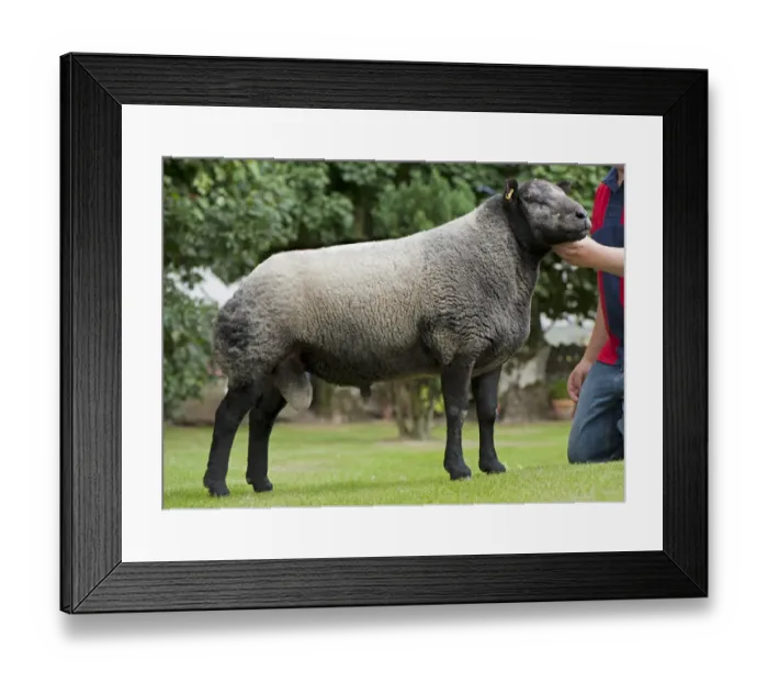 Framed Print : Domestic Sheep, Blue Texel ram, standing with owner, England, September