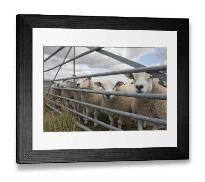 Framed Print : Domestic Sheep, Texel rams, flock standing at gate in pasture, Cressbrook Dale