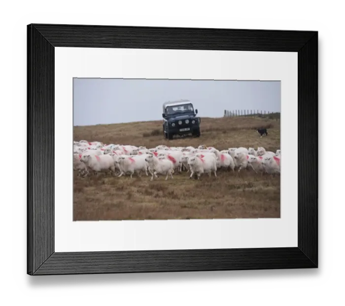 Framed Print : Domestic Sheep, Welsh Mountain ewes, flock being herded by farmer driving Land Rover Defender Framed Print : Domestic Sheep, Welsh Mountain ewes, flock being herded by farmer driving Land Rover Defender