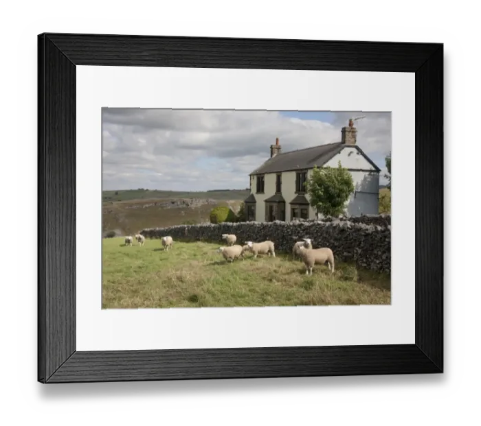Framed Print : Domestic Sheep, Texel rams, flock standing in pasture beside drystone wall and cottage, Cressbrook Dale Framed Print : Domestic Sheep, Texel rams, flock standing in pasture beside drystone wall and cottage, Cressbrook Dale