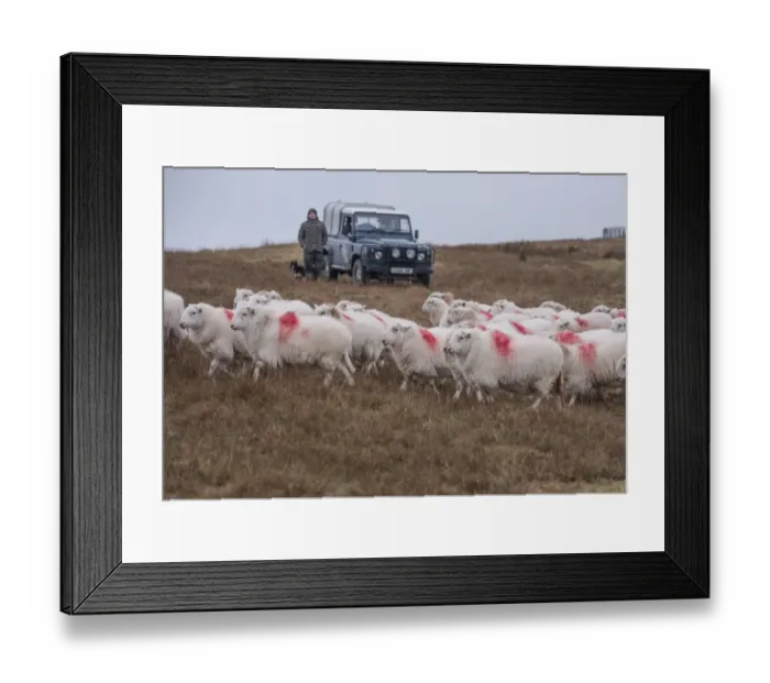 Framed Print : Domestic Sheep, Welsh Mountain ewes, flock being herded by farmer with sheepdog beside Land Rover Defender on hill Framed Print : Domestic Sheep, Welsh Mountain ewes, flock being herded by farmer with sheepdog beside Land Rover Defender on hill