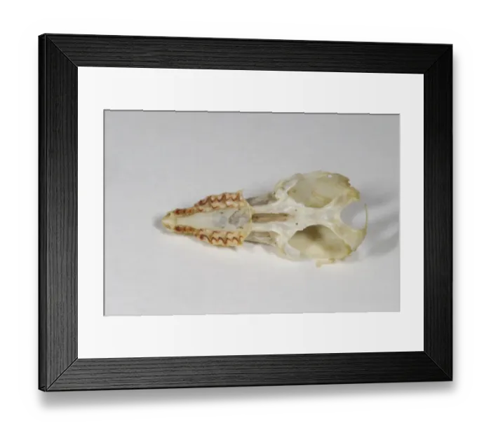 Framed Print : Common Shrew (Sorex araneus) skull Framed Print : Common Shrew (Sorex araneus) skull