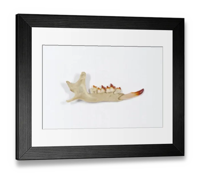 Framed Print : Eurasian Water Shrew (Neomys fodiens) jaw Framed Print : Eurasian Water Shrew (Neomys fodiens) jaw