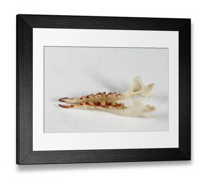 Framed Print : Common Shrew (Sorex araneus) jaw Framed Print : Common Shrew (Sorex araneus) jaw