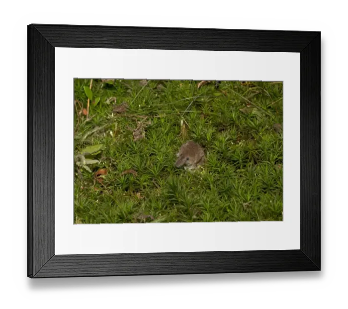 Framed Print : Eurasian Pygmy Shrew (Sorex minutus) adult, amongst moss, Norfolk, England, September (controlled)