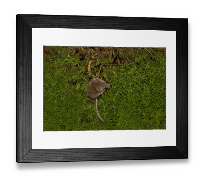 Framed Print : Eurasian Pygmy Shrew (Sorex minutus) adult, standing on moss, Norfolk, England, September (controlled)