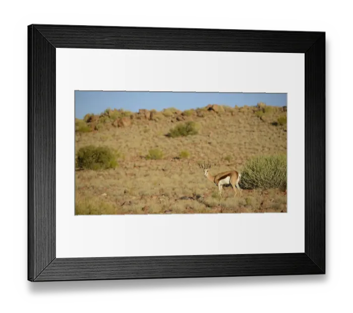 Framed Print : Springbok (Antidorcas marsupialis) adult, standing in habitat, South Africa, March Framed Print : Springbok (Antidorcas marsupialis) adult, standing in habitat, South Africa, March