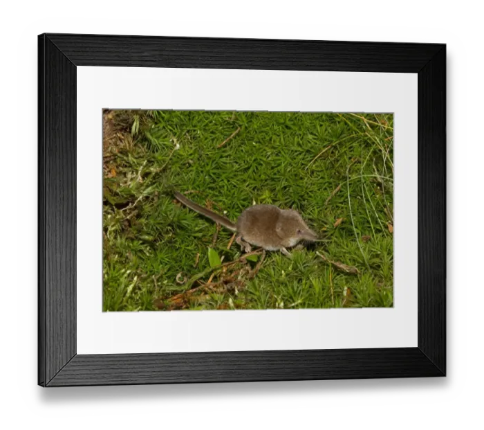 Framed Print : Eurasian Pygmy Shrew (Sorex minutus) adult, standing on moss, Norfolk, England, September (controlled)