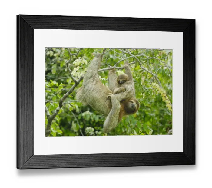 Framed Print : Brown-throated Three-toed Sloth (Bradypus variegatus) adult female and baby, hanging from tree in rainforest Framed Print : Brown-throated Three-toed Sloth (Bradypus variegatus) adult female and baby, hanging from tree in rainforest