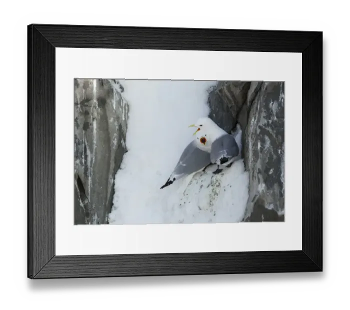 Framed Print : Black-legged Kittiwake (Rissa tridactyla) adult pair, calling, at colony in snow, Hornoi island, Norway, March Framed Print : Black-legged Kittiwake (Rissa tridactyla) adult pair, calling, at colony in snow, Hornoi island, Norway, March