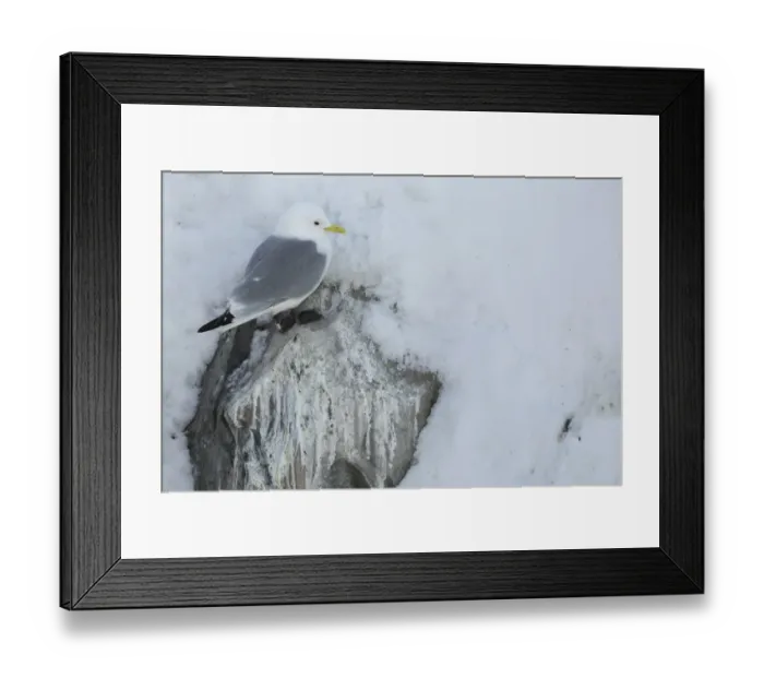 Framed Print : Black-legged Kittiwake (Rissa tridactyla) adult, at colony in snow, Hornoi island, Norway, March Framed Print : Black-legged Kittiwake (Rissa tridactyla) adult, at colony in snow, Hornoi island, Norway, March