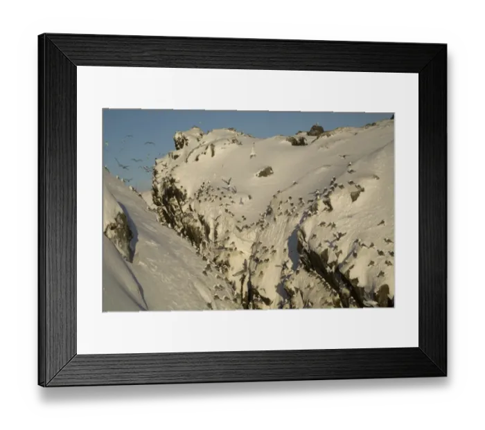 Framed Print : Black-legged Kittiwake (Rissa tridactyla) adults, flock in flight and roosting at colony in snow, Hornoi island Framed Print : Black-legged Kittiwake (Rissa tridactyla) adults, flock in flight and roosting at colony in snow, Hornoi island