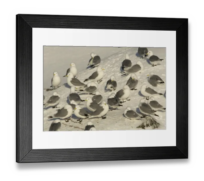 Framed Print : Black-legged Kittiwake (Rissa tridactyla) adults, flock roosting and preening at colony in snow, Hornoi island, Norway Framed Print : Black-legged Kittiwake (Rissa tridactyla) adults, flock roosting and preening at colony in snow, Hornoi island, Norway