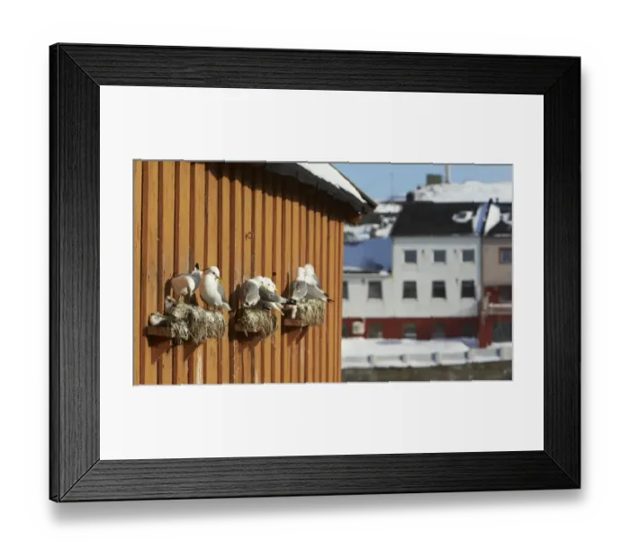 Framed Print : Black-legged Kittiwake (Rissa tridactyla) adults, breeding plumage, at early season nesting places on harbour building Framed Print : Black-legged Kittiwake (Rissa tridactyla) adults, breeding plumage, at early season nesting places on harbour building