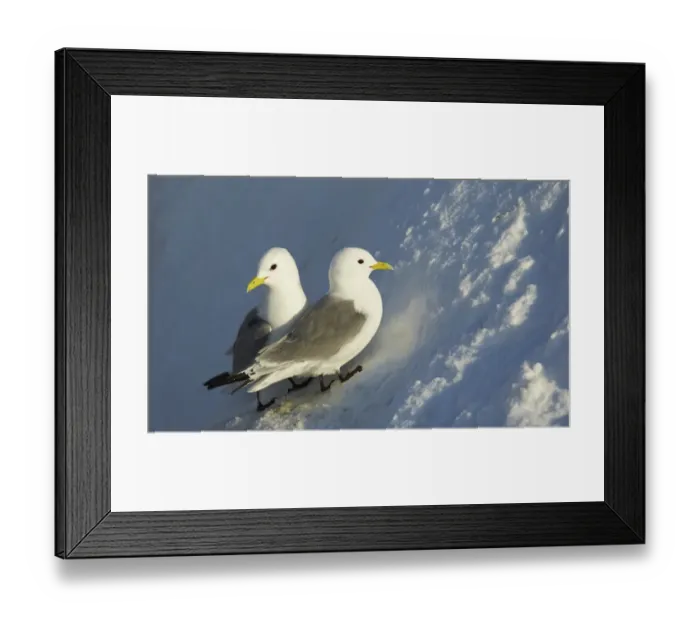 Framed Print : Black-legged Kittiwake (Rissa tridactyla) adult pair, breeding plumage, establishing early season nestsite on snow Framed Print : Black-legged Kittiwake (Rissa tridactyla) adult pair, breeding plumage, establishing early season nestsite on snow