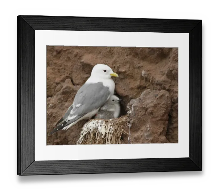 Framed Print : Red-legged Kittiwake (Rissa brevirostris) adult with chick, at nest on cliff, Alaska Maritime National Wildlife Refuge Framed Print : Red-legged Kittiwake (Rissa brevirostris) adult with chick, at nest on cliff, Alaska Maritime National Wildlife Refuge