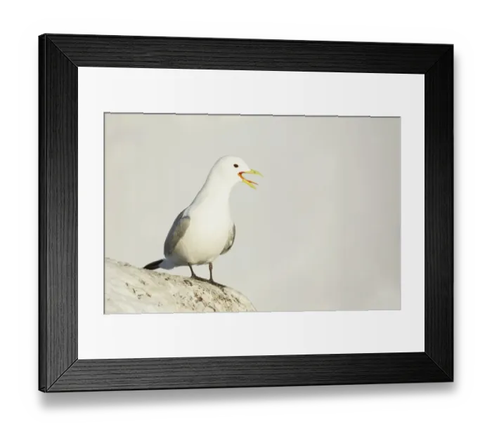 Framed Print : Black-legged Kittiwake (Rissa tridactyla) adult, breeding plumage, calling, standing at snow covered ridge on cliffs