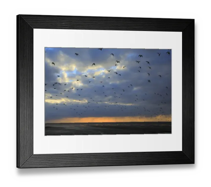 Framed Print : Knot (Calidris canutus) flock, in flight, returning to roost from mudflats exposed at low tide