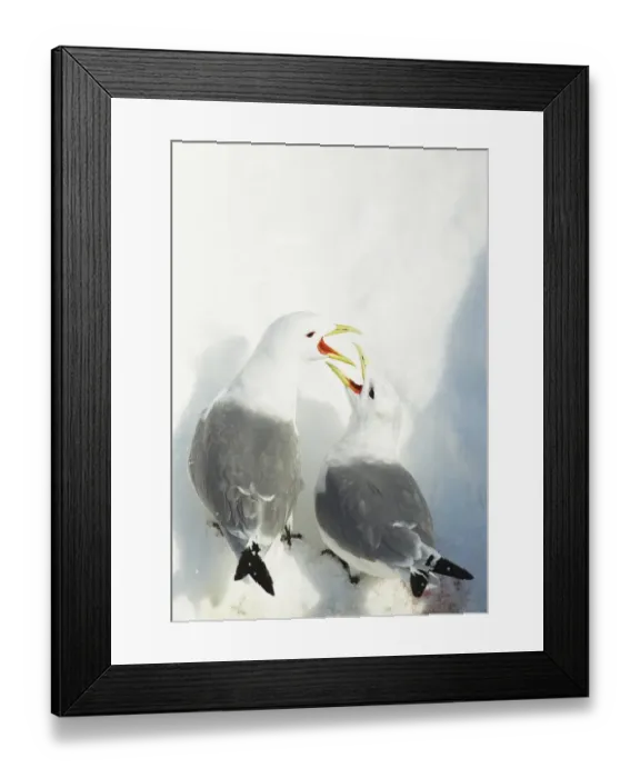Framed Print : Black-legged Kittiwake (Rissa tridactyla) adult pair, breeding plumage, calling Framed Print : Black-legged Kittiwake (Rissa tridactyla) adult pair, breeding plumage, calling