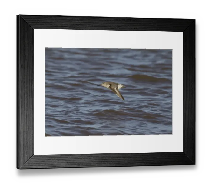 Framed Print : Knot (Calidris canutus) juvenile, in flight over water, Titchwell RSPB Reserve, Norfolk, England, November Framed Print : Knot (Calidris canutus) juvenile, in flight over water, Titchwell RSPB Reserve, Norfolk, England, November