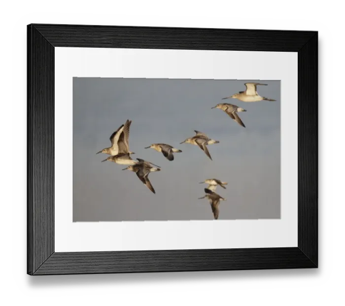 Framed Print : Great Knot (Calidris tenuirostris), Black-tailed Godwit (Limosa limosa) and Terek Sandpiper (Xenus cinereus)