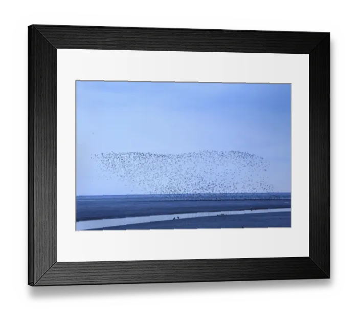Framed Print : Knot (Calidris canutus) flock, in flight, with other waders over mudflats in estuary habitat at low tide Framed Print : Knot (Calidris canutus) flock, in flight, with other waders over mudflats in estuary habitat at low tide