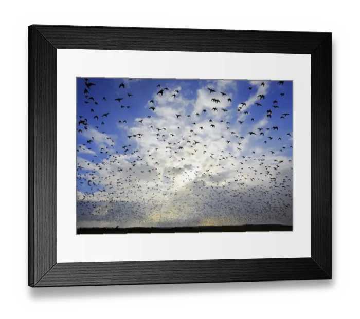 Framed Print : Knot (Calidris canutus) flock, in flight, silhouetted leaving high tide roost, returning to feed on estuary mudflats Framed Print : Knot (Calidris canutus) flock, in flight, silhouetted leaving high tide roost, returning to feed on estuary mudflats
