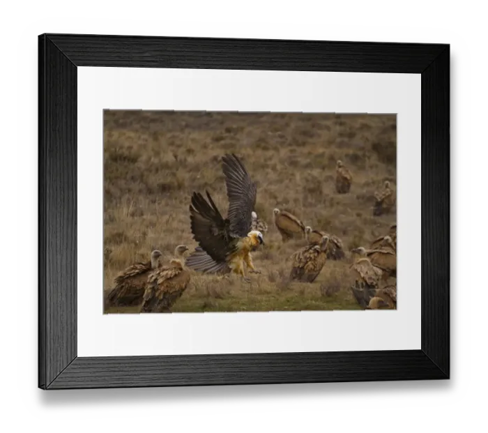 Framed Print : Lammergeier (Gypaetus barbatus) adult, in flight, landing amongst Eurasian Griffon Vulture (Gyps fulvus) flock, Spain Framed Print : Lammergeier (Gypaetus barbatus) adult, in flight, landing amongst Eurasian Griffon Vulture (Gyps fulvus) flock, Spain