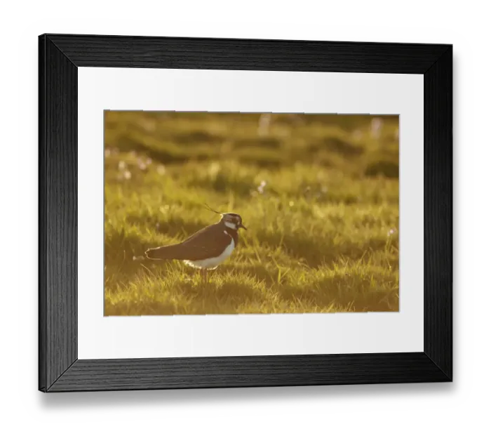 Framed Print : Northern Lapwing (Vanellus vanellus) adult female, breeding plumage, standing on grass in late evening sunshine Framed Print : Northern Lapwing (Vanellus vanellus) adult female, breeding plumage, standing on grass in late evening sunshine