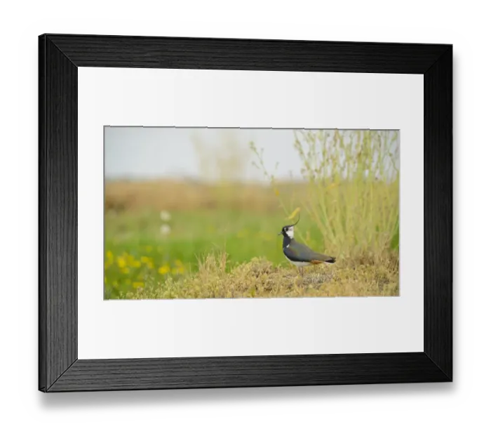 Framed Print : Northern Lapwing (Vanellus vanellus) adult male, summer plumage, standing on vegetation, Italy, April Framed Print : Northern Lapwing (Vanellus vanellus) adult male, summer plumage, standing on vegetation, Italy, April
