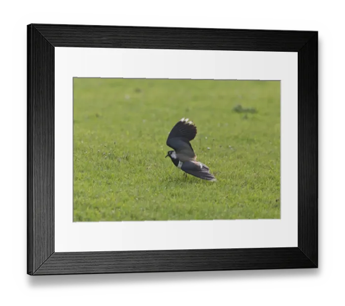 Framed Print : Northern Lapwing (Vanellus vanellus) adult male, breeding plumage, performing broken wing distraction display to draw Framed Print : Northern Lapwing (Vanellus vanellus) adult male, breeding plumage, performing broken wing distraction display to draw