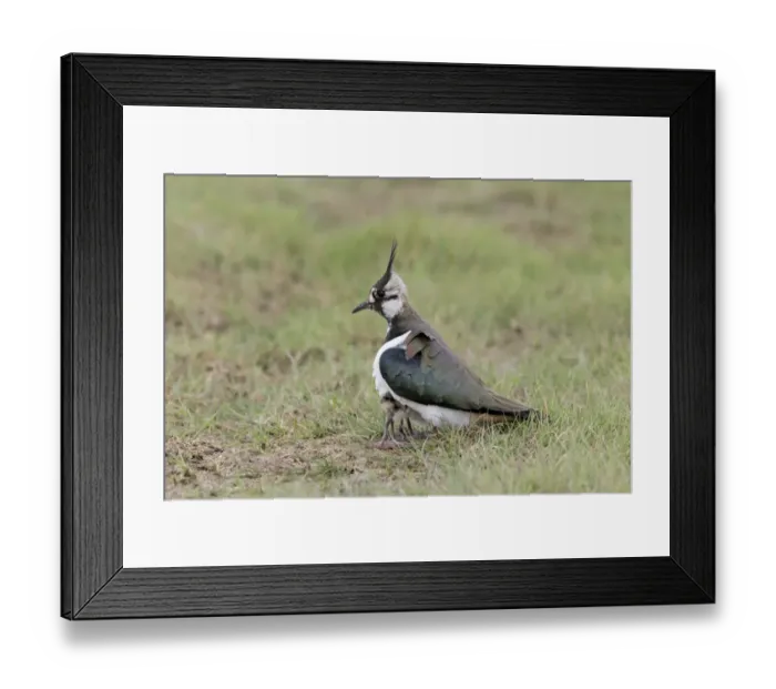 Framed Print : Northern Lapwing (Vanellus vanellus) adult female, sheltering two chicks under body, on grazing marsh, Suffolk