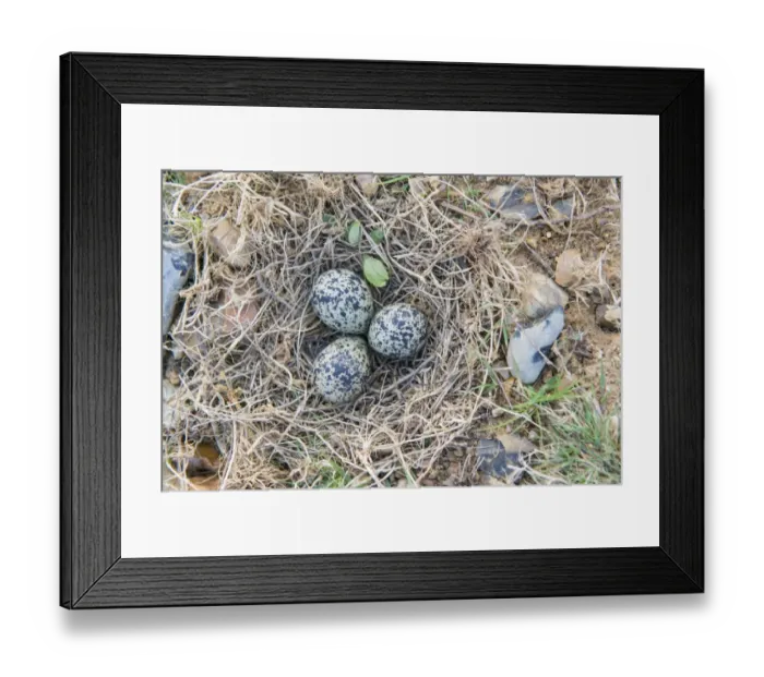 Framed Print : Northern Lapwing (Vanellus vanellus) three eggs in nest, Breckland, Norfolk, England, April Framed Print : Northern Lapwing (Vanellus vanellus) three eggs in nest, Breckland, Norfolk, England, April