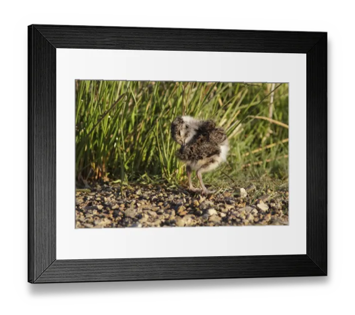 Framed Print : Northern Lapwing (Vanellus vanellus) chick, preening, standing on moorland in early morning sunlight, Swaledale Framed Print : Northern Lapwing (Vanellus vanellus) chick, preening, standing on moorland in early morning sunlight, Swaledale