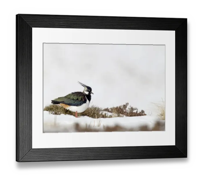 Framed Print : Northern Lapwing (Vanellus vanellus) adult male, breeding plumage, standing on snow covered moorland, Berwickshire Framed Print : Northern Lapwing (Vanellus vanellus) adult male, breeding plumage, standing on snow covered moorland, Berwickshire