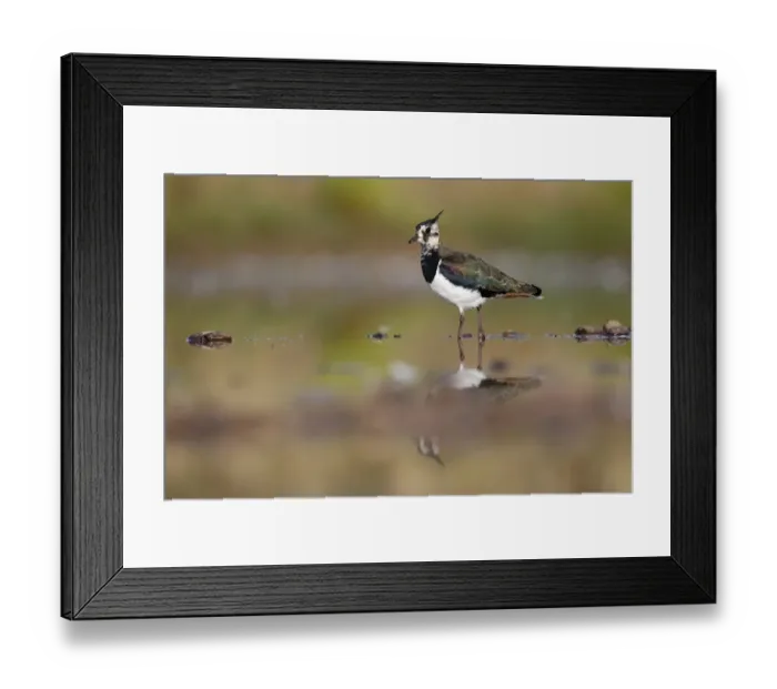 Framed Print : Northern Lapwing (Vanellus vanellus) immature, walking in shallow water, Warwickshire, England, August Framed Print : Northern Lapwing (Vanellus vanellus) immature, walking in shallow water, Warwickshire, England, August