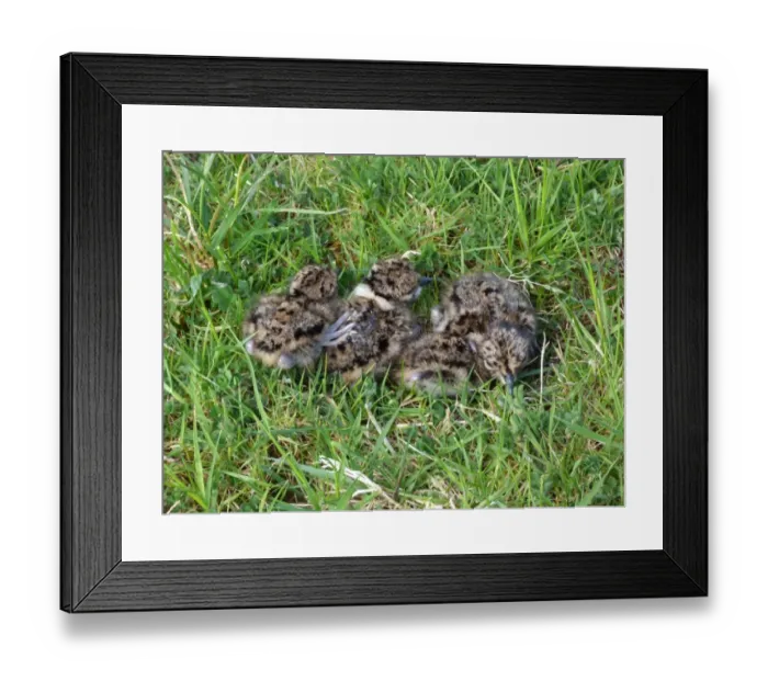 Framed Print : Northern Lapwing (Vanellus vanellus) four chicks, one-day old, resting on grass in meadow, Leicestershire, England, May Framed Print : Northern Lapwing (Vanellus vanellus) four chicks, one-day old, resting on grass in meadow, Leicestershire, England, May