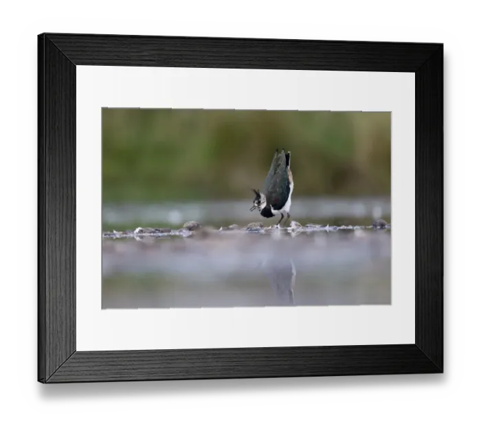 Framed Print : Northern Lapwing (Vanellus vanellus) immature, calling and displaying, standing in shallow water, Warwickshire Framed Print : Northern Lapwing (Vanellus vanellus) immature, calling and displaying, standing in shallow water, Warwickshire